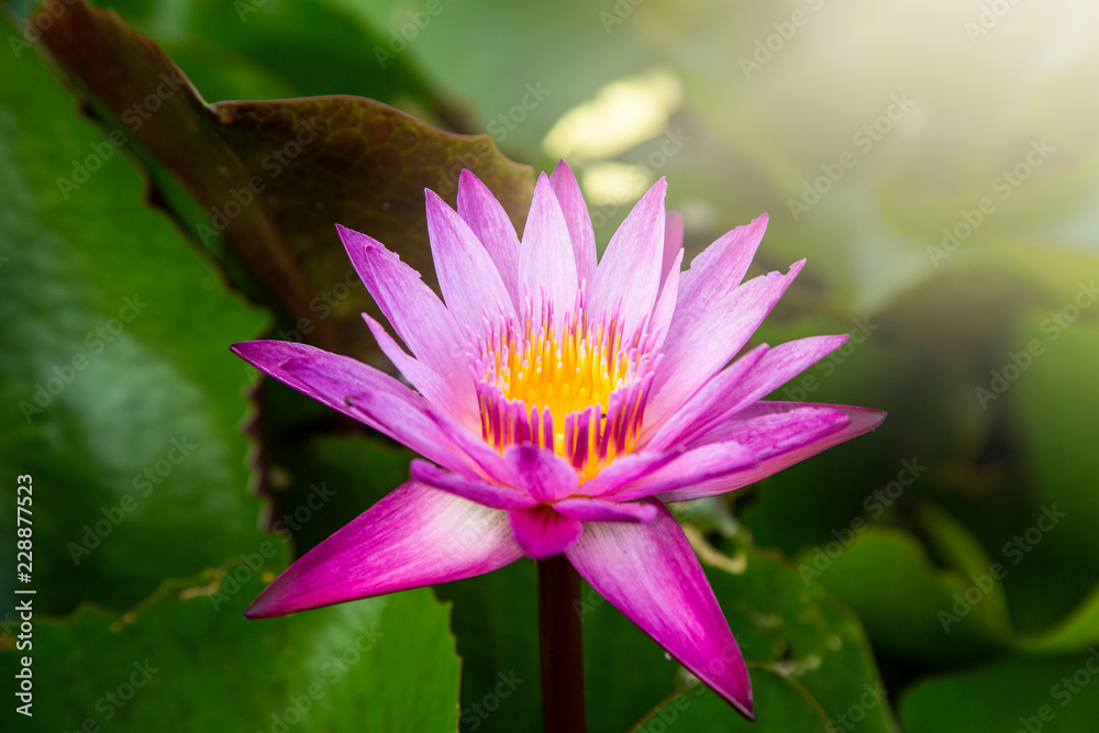 Close up lotus flower, Beautiful lotus flower,symbol of the Buddha. Close up lotus flower, Beautiful lotus flower,symbol of the Buddha.