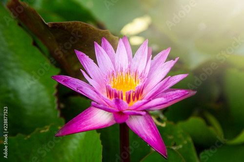 Close up lotus flower, Beautiful lotus flower,symbol of the Buddha.