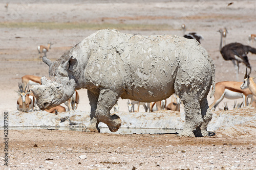 Spitzmaulnashorn  Diceros bicornis  am Wasserloch Nebrowni im Etosha Nationalpark  Namibia 