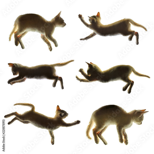 Cat silhouette isolated on white background with clipping path