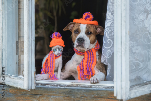 Funny dog and kitten dressed in a knitted hats and scarfs sitting near the window