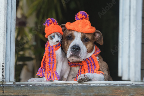 Funny dog and kitten dressed in a knitted hats and scarfs sitting near the window