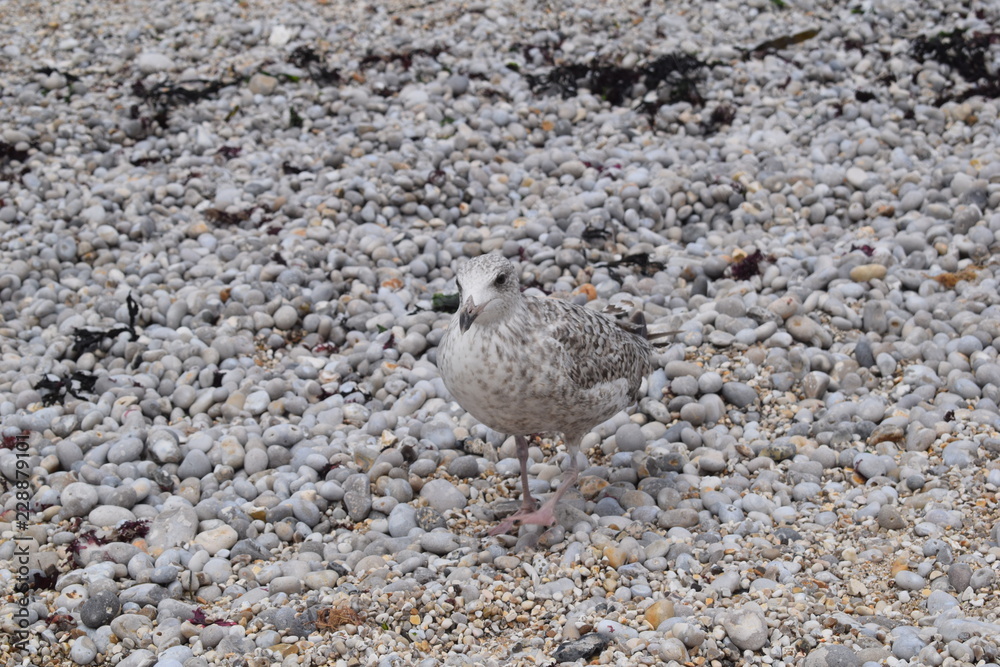 bird on beach bird on beach