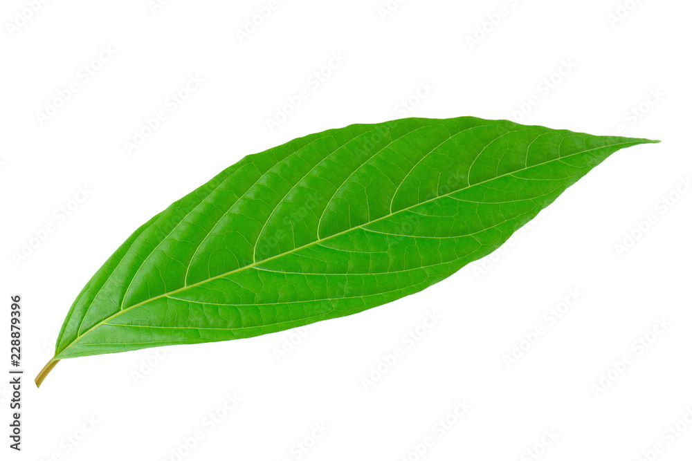 Green leaves isolated on a white background Green leaves isolated on a white background