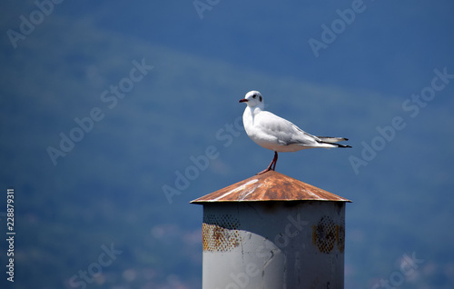 seagull on post  with blue background