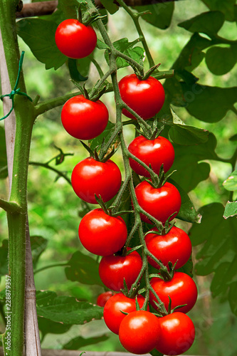 Vine Tomatoes growing on the plant
