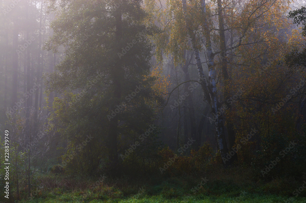 Fototapeta premium Na skraju lasu