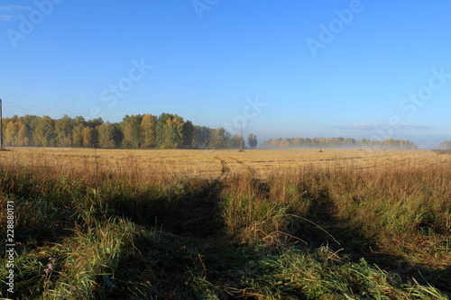 Утром в поле