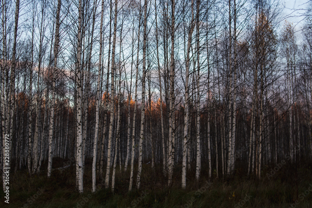 the sunset sun illuminates the tops of the birch trees