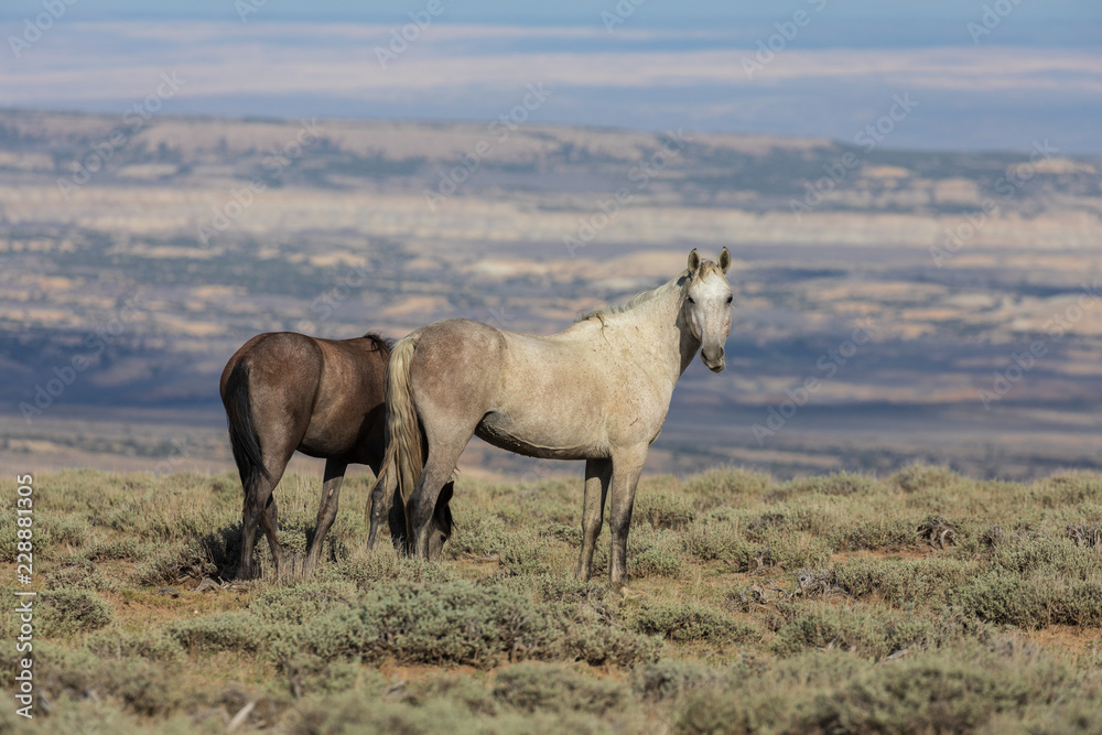 Fototapeta premium Wild Horses in the Colorado High Desert in Summer