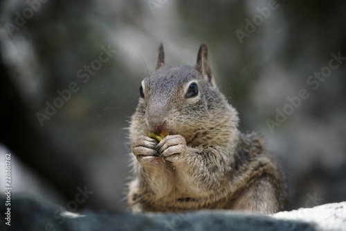 Eichhörnchen - isst und knabbert   USA © franziskahoppe