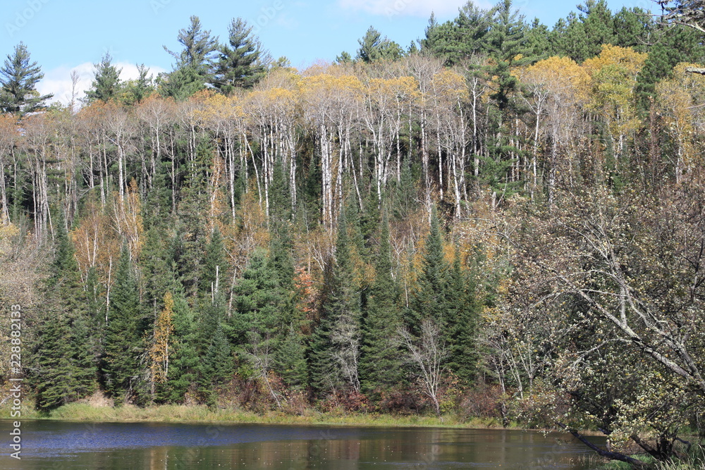 Obraz premium Fall Colors, autumn, trees, water, pond, gold, green, nature, woods, sky, blue