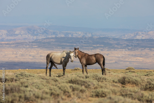 Wild Horses in the Colorado High Desert in Summer © natureguy