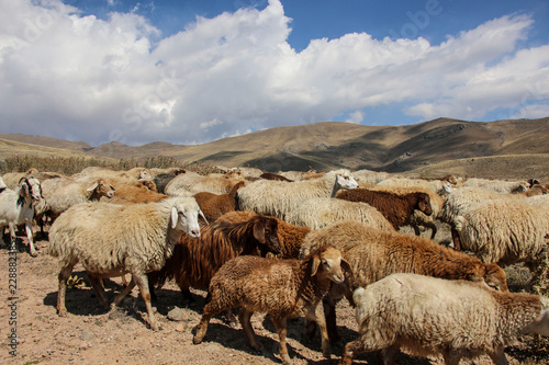 Herd of rams and goats crosses the road at the foot of the inactive volcano Sabalan (Savalan) photo