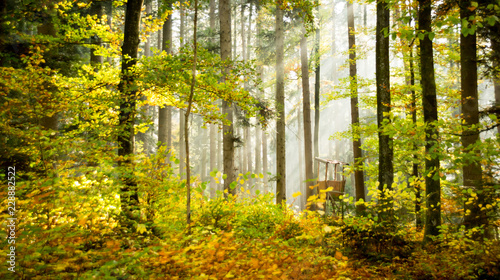 Waldmotiv mit Jägerhütte © Mrql