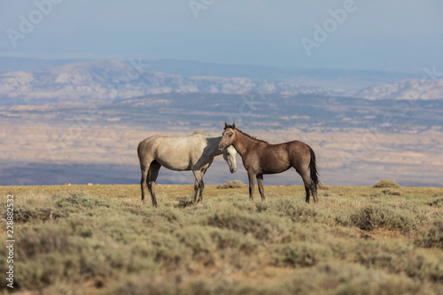 Wild Horses in the Colorado High Desert in Summer
