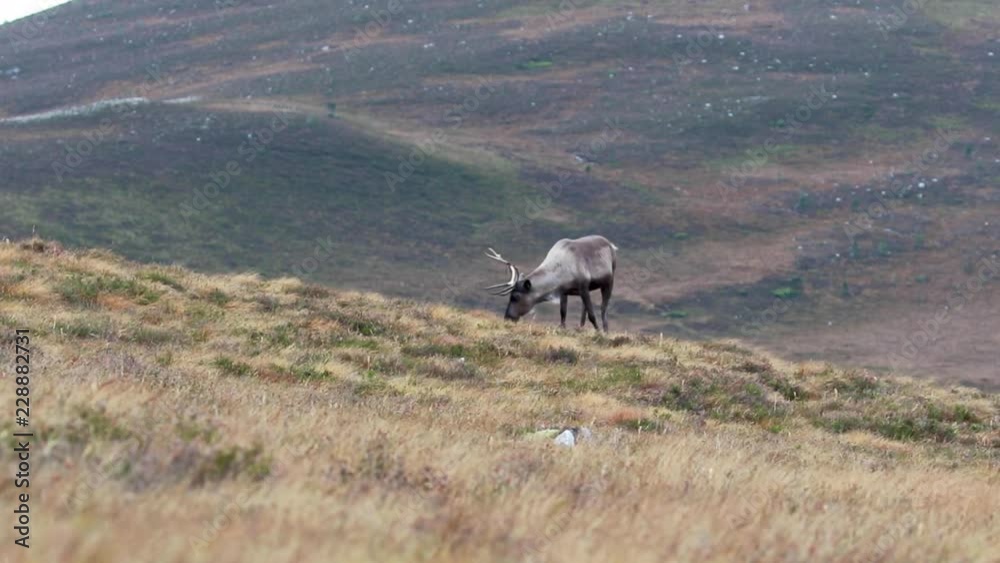 reindeer, rangifer tarandus, grazing on the slopes in the cairngorms NP during autumn. reindeer, rangifer tarandus, grazing on the slopes in the cairngorms NP during autumn.