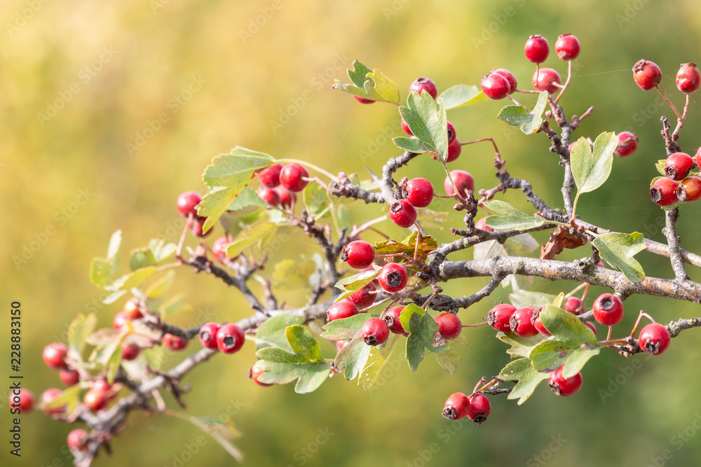 Branch with red berries of hawthorn on green blurred background. Ripe red haws of whitethorn in autumn.