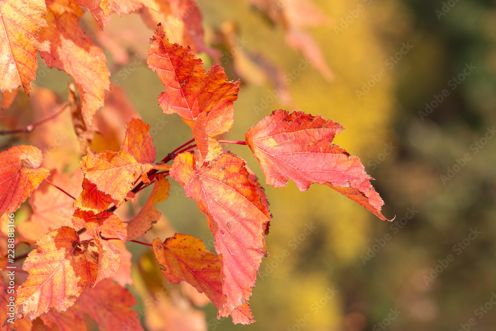 Saturated red leaves with toothed margins. Autumn Tatarian or Tatar maple (acer tataricum) with blurred yellow background. Saturated red leaves with toothed margins. Autumn Tatarian or Tatar maple (acer tataricum) with blurred yellow background.