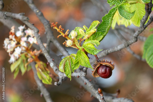 Bilde på lerret Glossy brown conker and  inflorescence of horse-chestnut