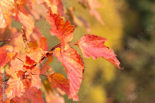 Saturated red leaves with toothed margins. Autumn Tatarian or Tatar maple (acer tataricum) with blurred yellow background.