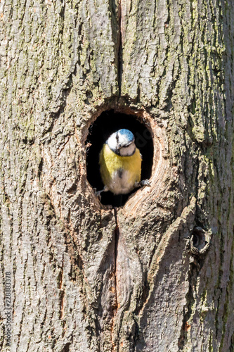 Eurasian blue tit looking out of the nesting hole on tree trunk. Cyanistes caeruleus is tiny passerine bird with blue cap, white cheeks and yellow breast.