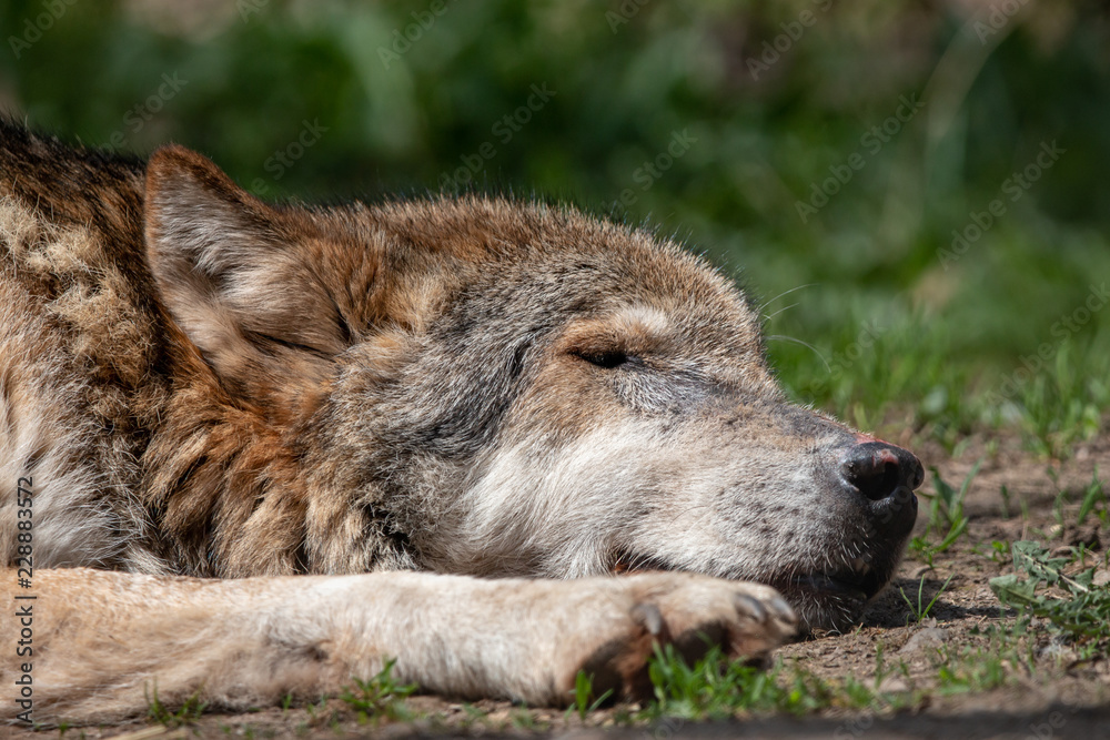 Close-up portrait of sleeping gray wolf lying on the ground with eyes closed. Aged timber or western wolf (Canis lupus) with green blurred background. Close-up portrait of sleeping gray wolf lying on the ground with eyes closed. Aged timber or western wolf (Canis lupus) with green blurred background.