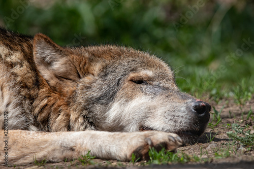 Close-up portrait of sleeping gray wolf lying on the ground with eyes closed. Aged timber or western wolf  Canis lupus  with green blurred background.
