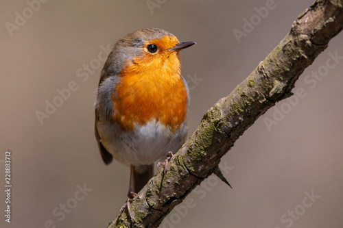 European robin perching on the branch with clear brown background. Robin redbreast (Erithacus rubecula) is small brownish, or olive-tinged songbird with orange breast and face. Spring, Czech. © TashaBubo