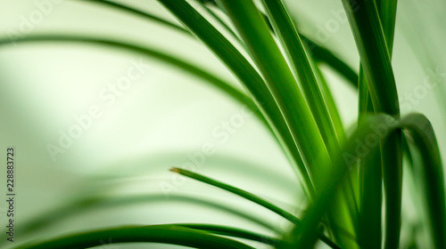 Beaucarnea Blätter