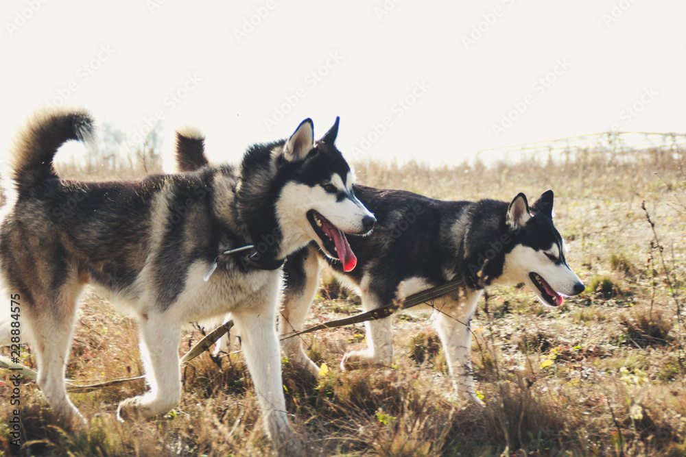 Two Siberian Husky walk in the field and dig pits. Black and white dogs. Game of two dogs