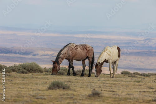 Fototapeta Dzikie konie na wysokiej pustyni w Kolorado w lecie