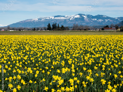 Blooming daffodil fields in Skagit valley with snowy mountains at the bakground - Washington state, USA