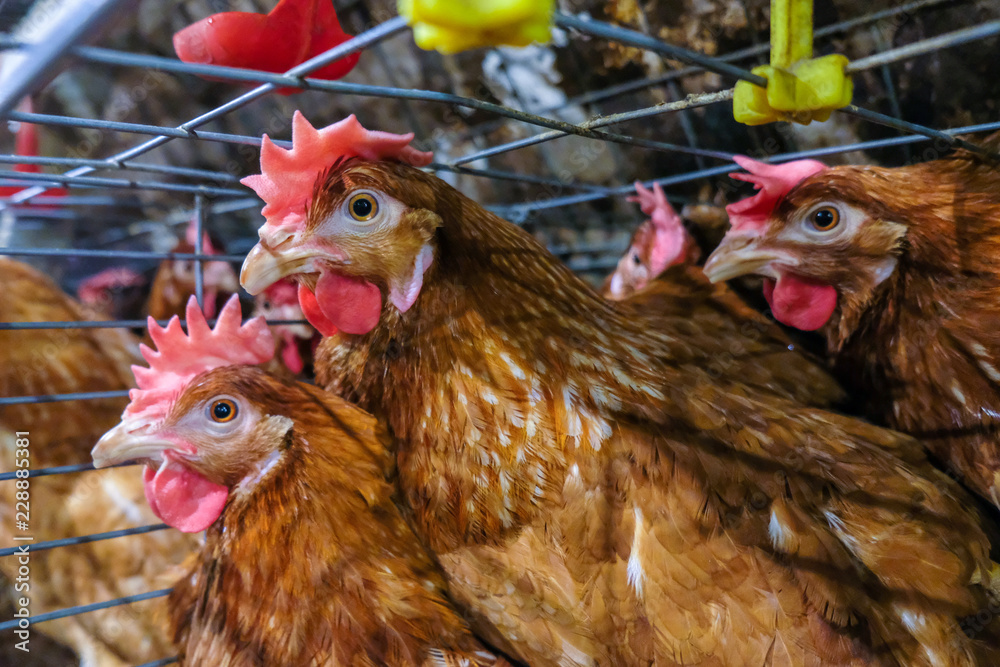 (noise and blur some chicken) Layer Chickens with Multilevel production