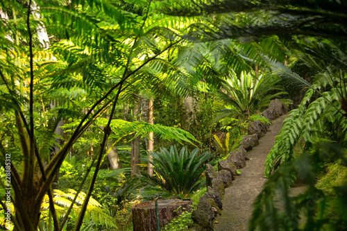 The walkway among the plants in a tropical garden