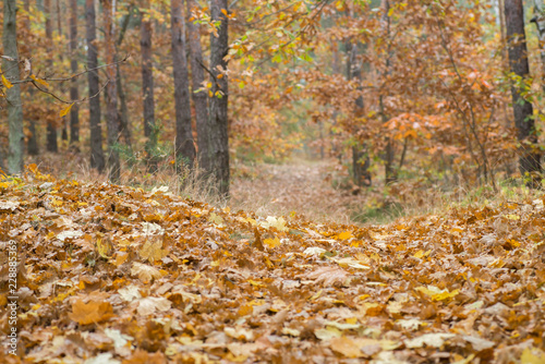 footpath in autumn forest covered with fallen leaves