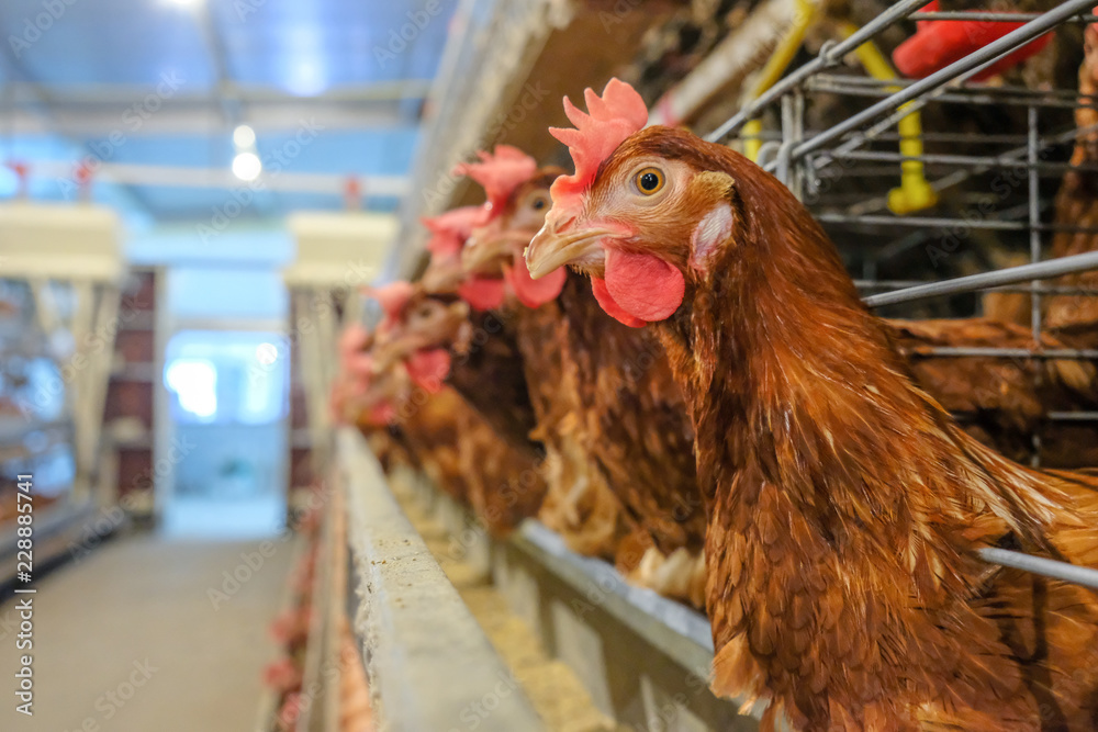 (noise and blur some chicken) Layer Chickens with Multilevel production line conveyor production line of chicken eggs of a poultry farm, Layer Farm housing, Agriculture technological equipment factory