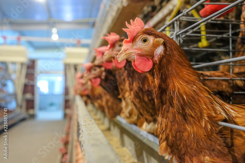 Obraz na płótnie (noise and blur some chicken) Layer Chickens with Multilevel production line conveyor production line of chicken eggs of a poultry farm, Layer Farm housing, Agriculture technological equipment factory w salonie