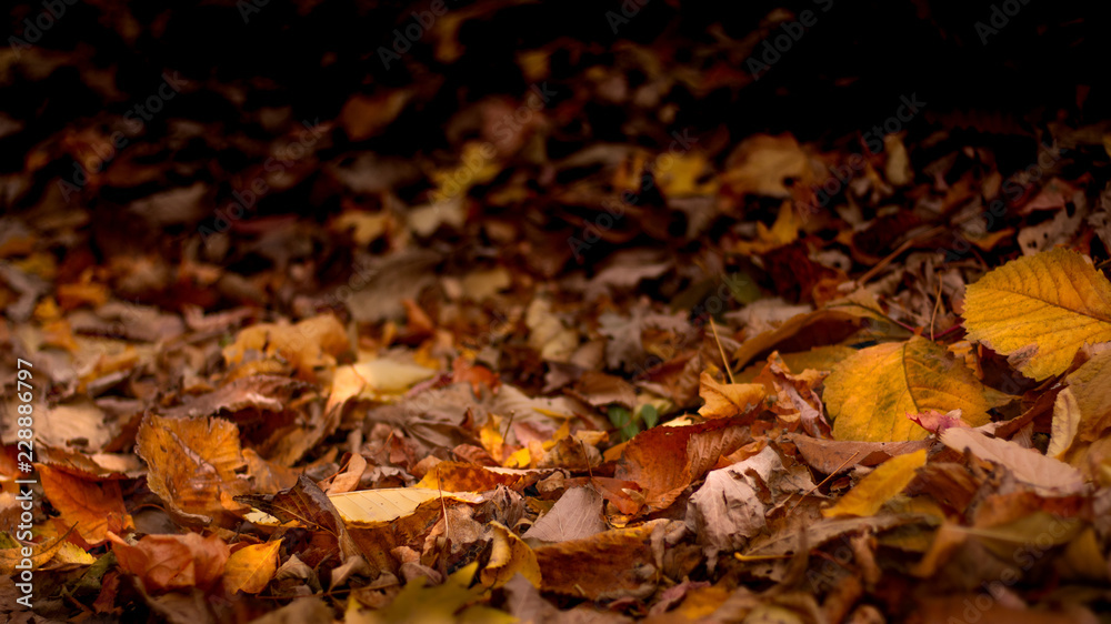 Withered leaves on the ground, autumn, background