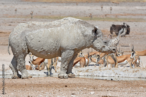 Spitzmaulnashorn (Diceros bicornis) am Wasserloch Nebrowni im Etosha Nationalpark (Namibia) photo