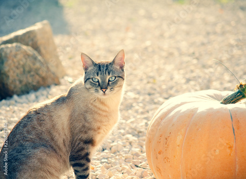 Bengal snow cat gets ready for halloween photo