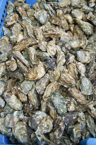 Fresh oysters on sale at the city market