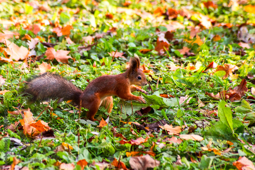 Squirrel in autumn foliage is close Squirrel in autumn foliage is close