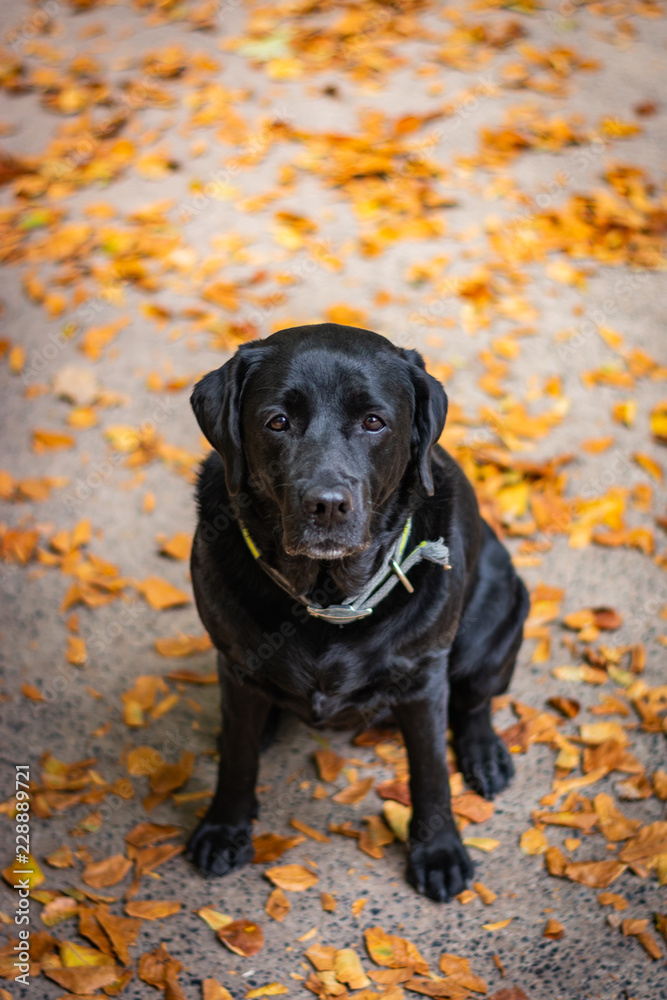 Black Labrador Retriever sitting on the gray ground and looking forward during autumn, dog has green collar, orange leaves are around
Black Labrador Retriever sitting on the gray ground and looking forward during autumn, dog has green collar, orange leaves are around