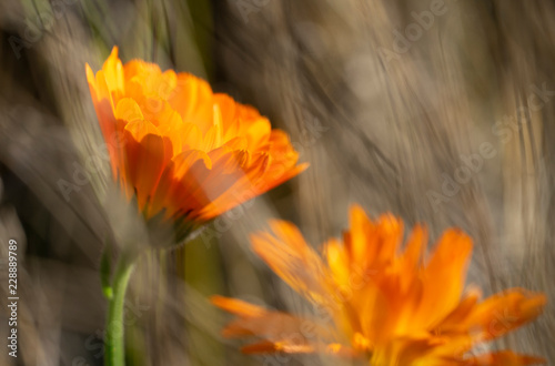 Ringelblumen Makro