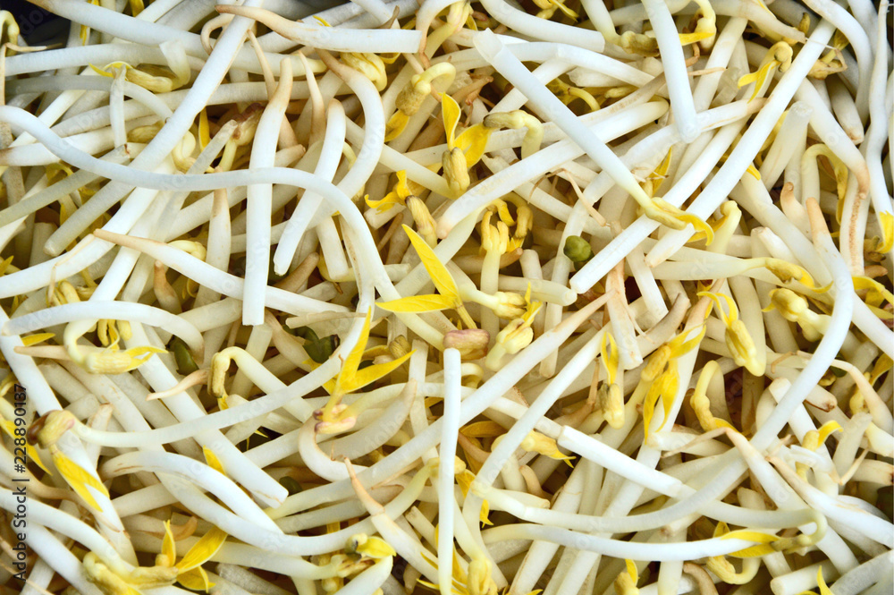 bean sprout or the sprout of mung bean with full frame.