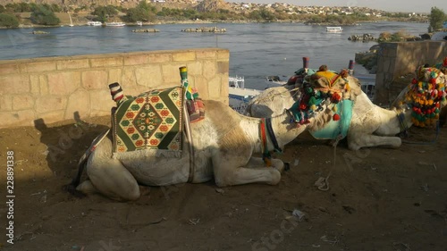 A Camel Decorated with Colorful Ornaments and Shawls is Sitting on the floor in Nubian Village near the Nile