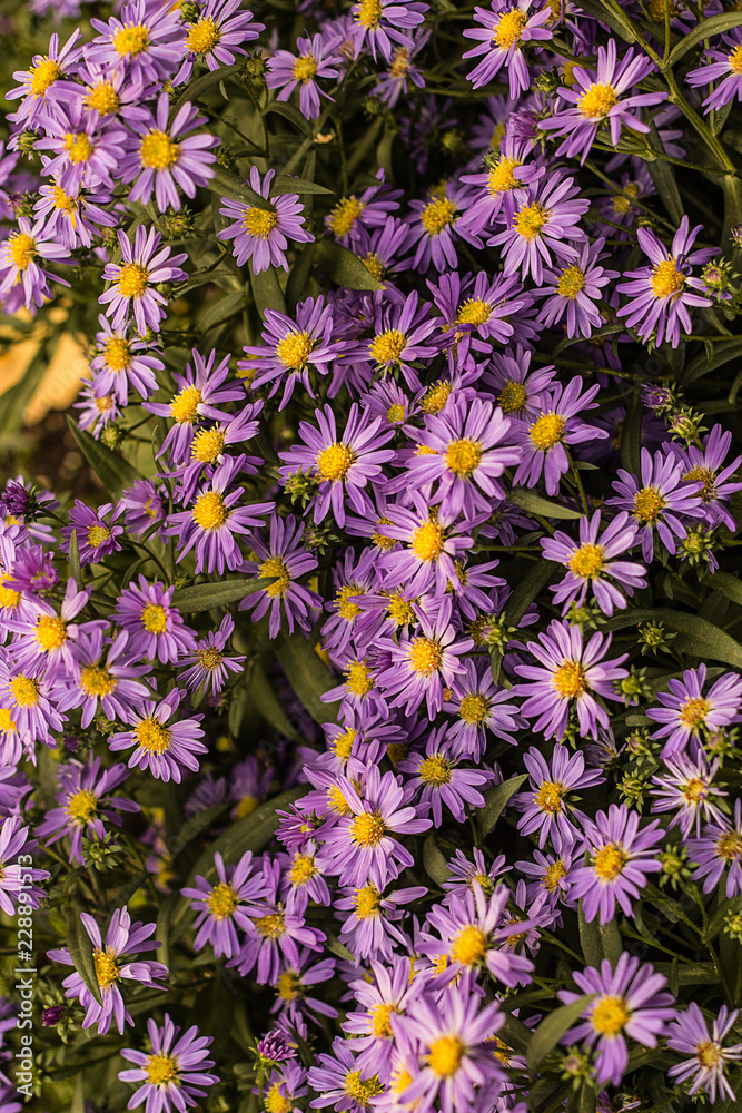 Сиреневые цветы в саду, хризантемы 