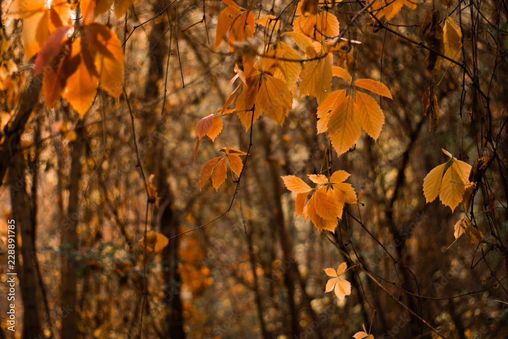 Autumn, beautiflu yellow leaves with blur backgroud Autumn, beautiflu yellow leaves with blur backgroud