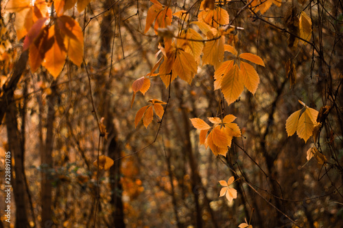 Autumn, beautiflu yellow leaves with blur backgroud